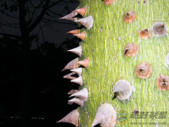 DSCF2796.JPG