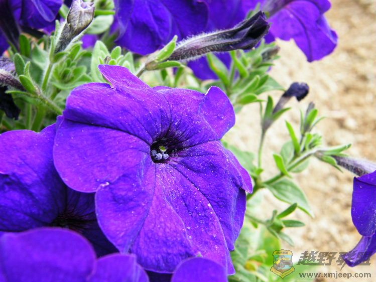 DSCF2833.JPG