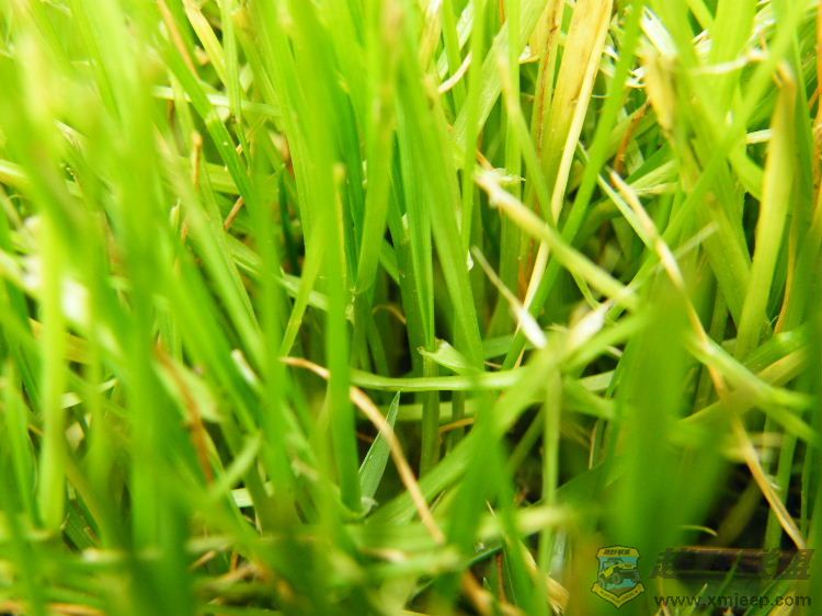 DSCF2849.JPG