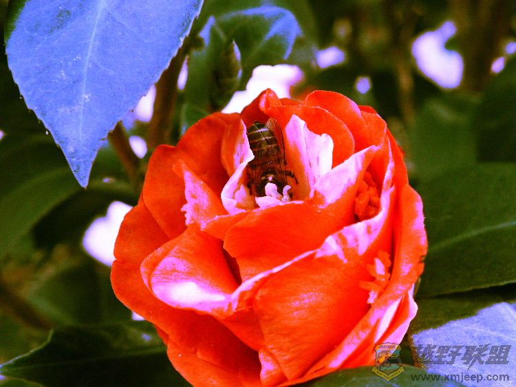 DSCF3496.JPG