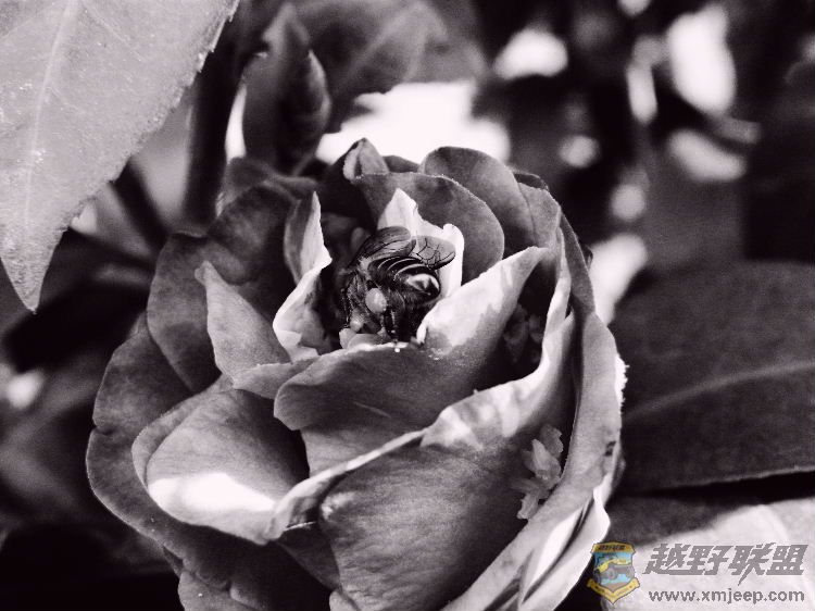 DSCF3500.JPG