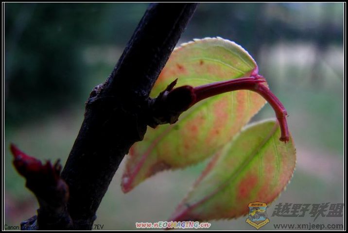 Ȫ 043.JPG