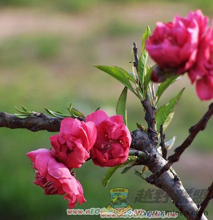Ƭ 051.jpg