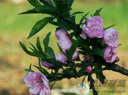 Ƭ 067.jpg
