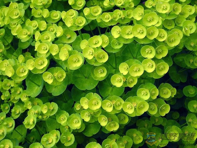 green3.jpg