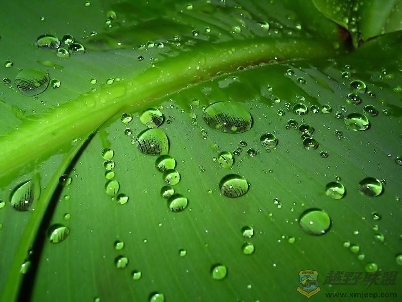 green5.jpg