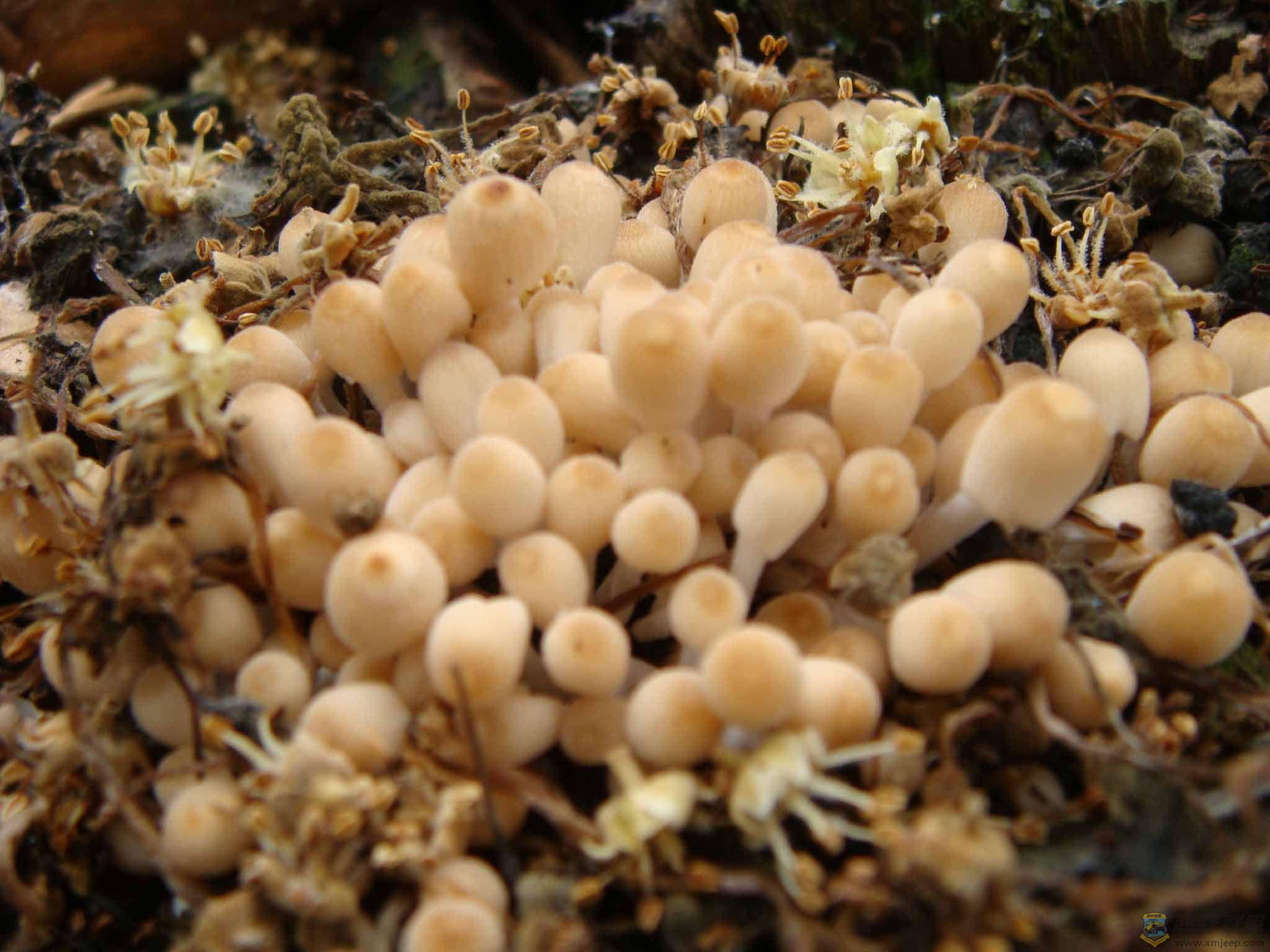 DSC01215.jpg