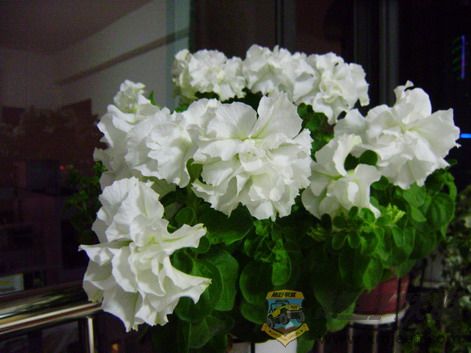 P5210027_resize.JPG