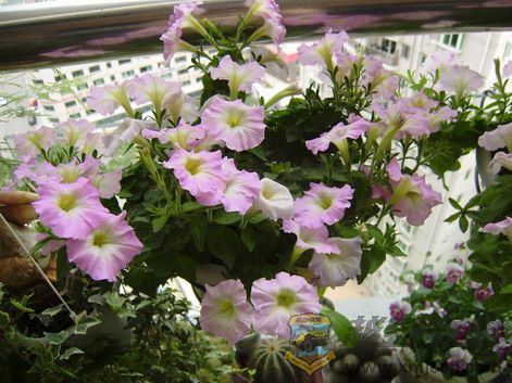 P5020023_resize.JPG