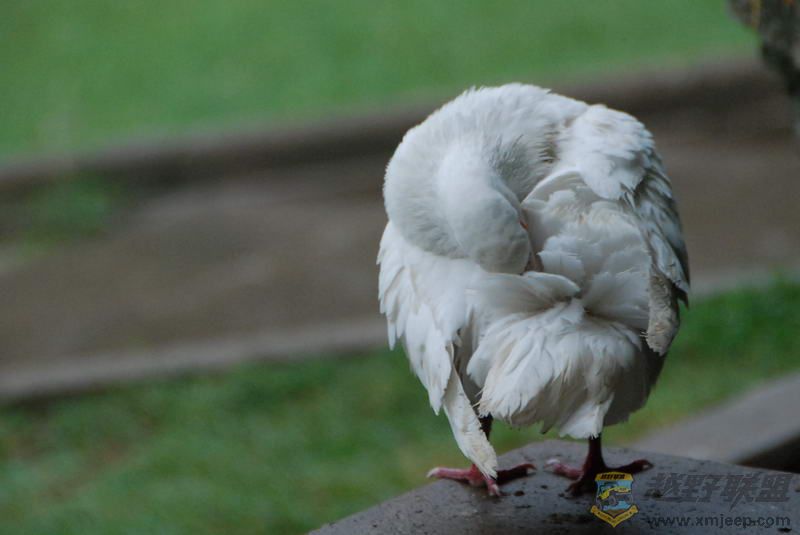 DSC_0599.JPG