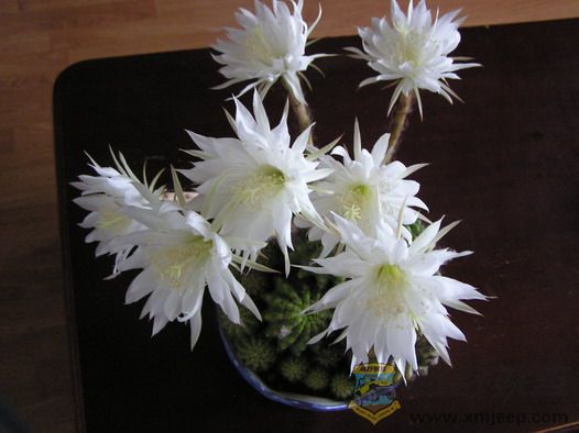 p1010003_resize.JPG