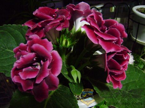 P6250045_resize.JPG