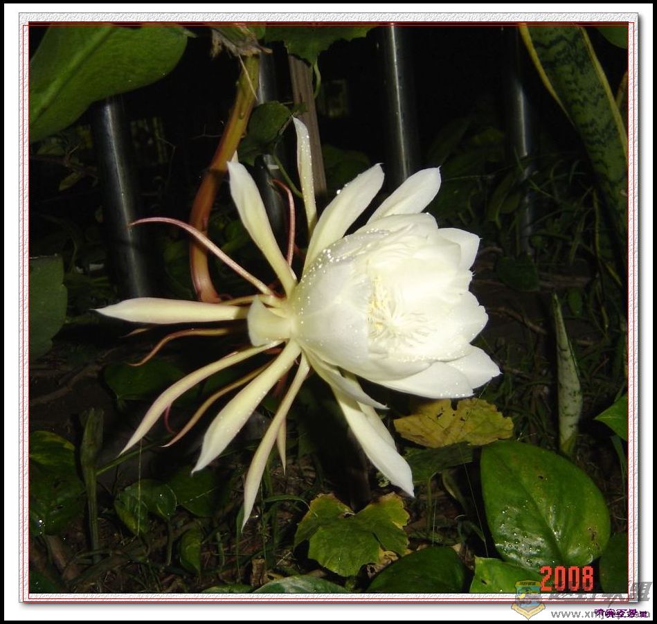 DSC08800a.jpg