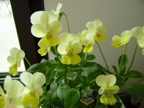 P4280017_resize.JPG