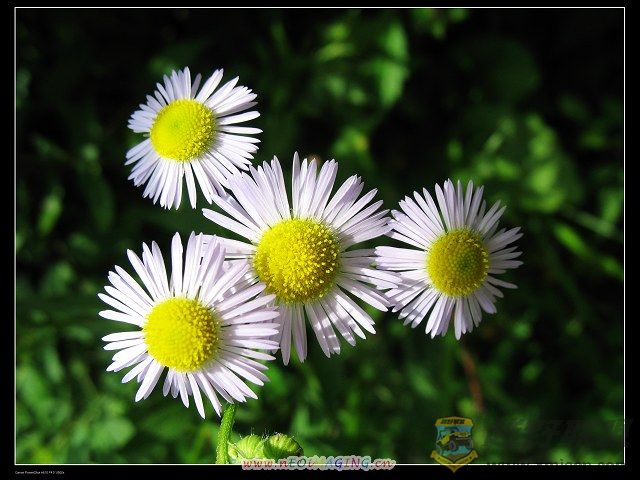 IMG_0238.jpg