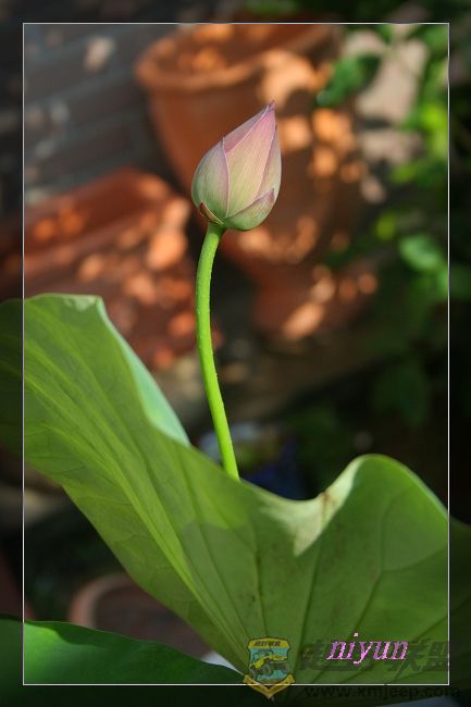 IMG_5460_nEO_IMG.jpg