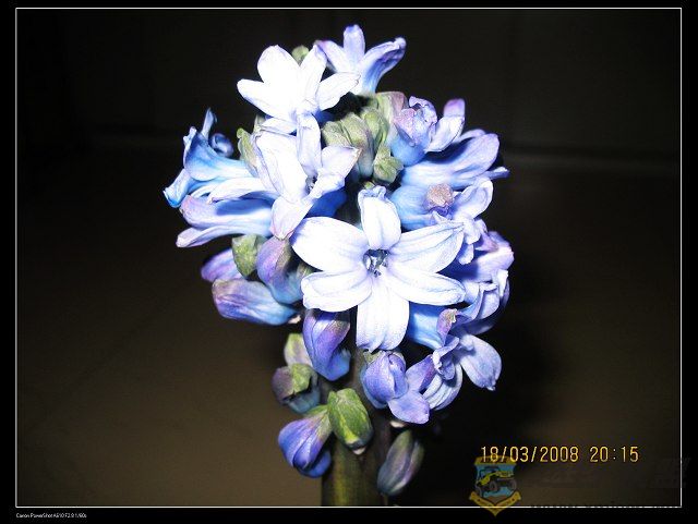 IMG_8347.jpg