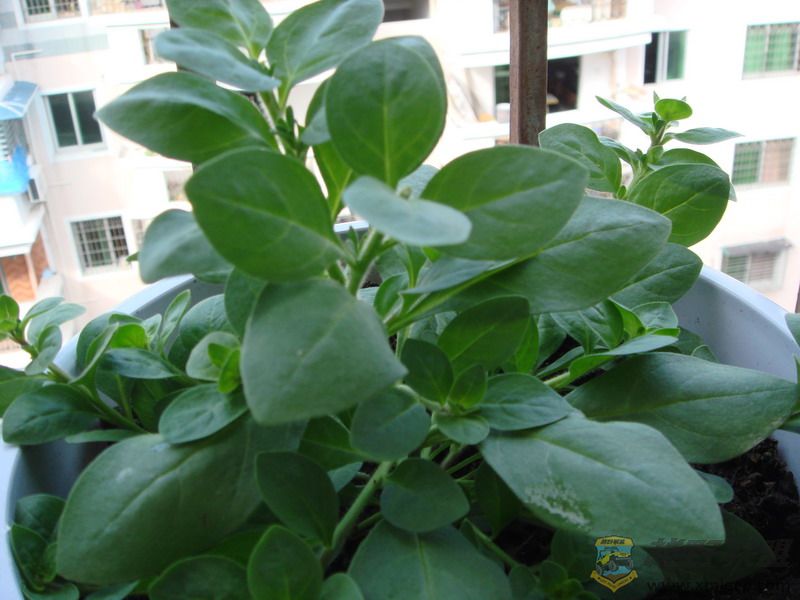 DSC04061.jpg
