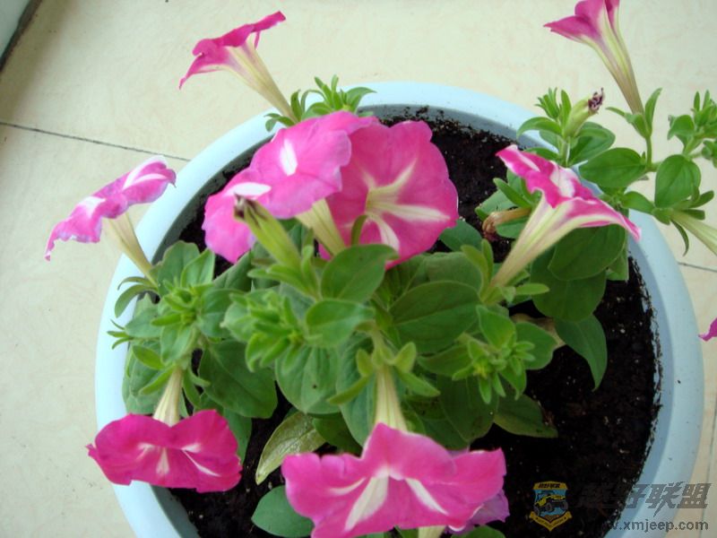 DSC04064.jpg