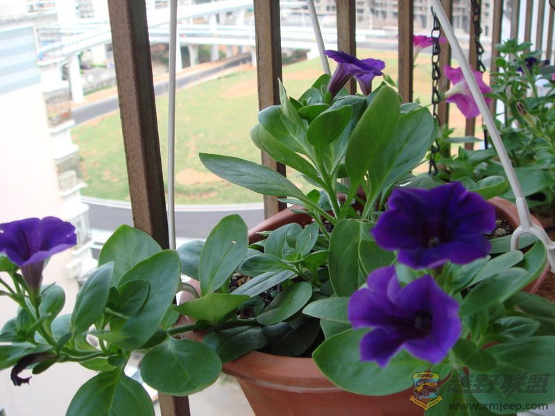 DSC04074.jpg