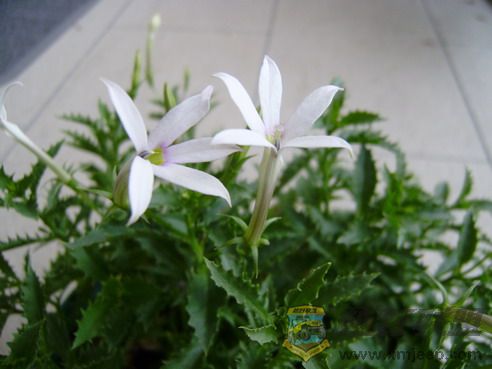 P7250014_resize.JPG