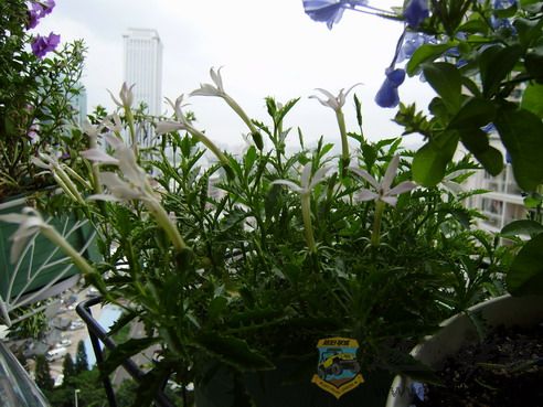 P7300050_resize.JPG