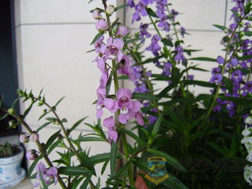 P7290022_resize.JPG