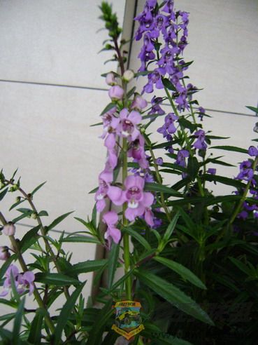 P7290024_resize.JPG