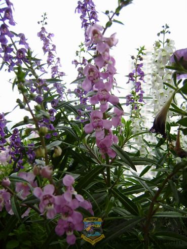 P7300044_resize.JPG