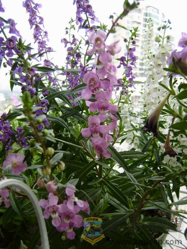 P7300046_resize.JPG