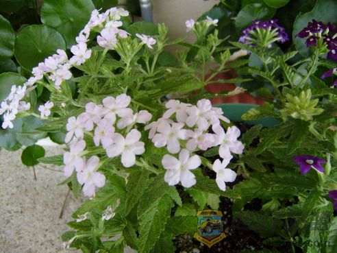 P7250007_resize.JPG