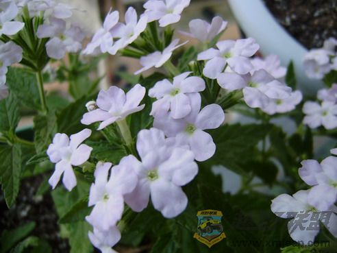 P7260018_resize.JPG
