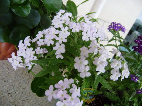P7290035_resize.JPG