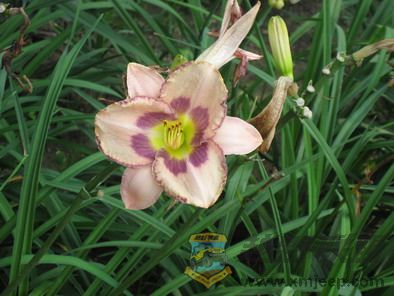 Ƭ 029_resize.jpg