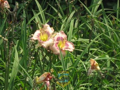 Ƭ 027_resize.jpg