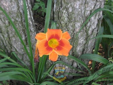 Ƭ 032_resize.jpg