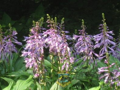 Ƭ 041_resize.jpg