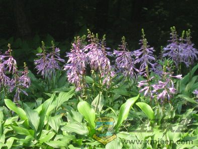 Ƭ 042_resize.jpg