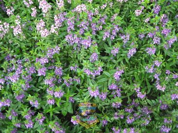 Ƭ 086_resize.jpg