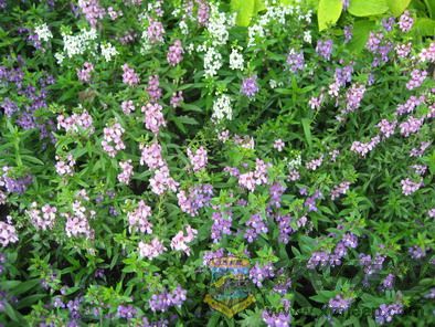 Ƭ 087_resize.jpg