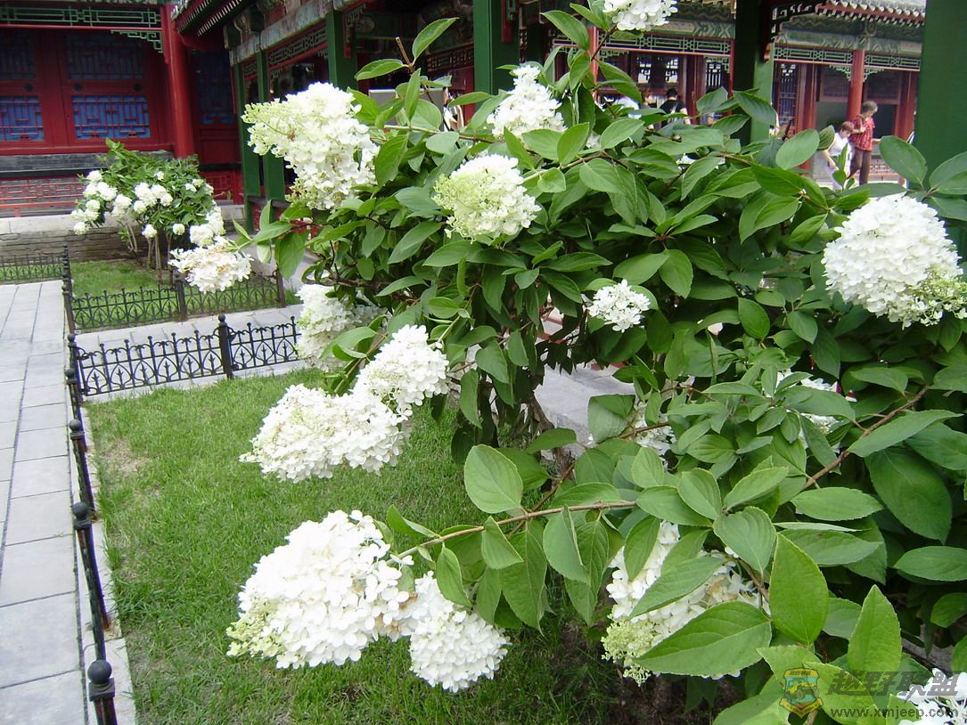 P8050064_resize.JPG