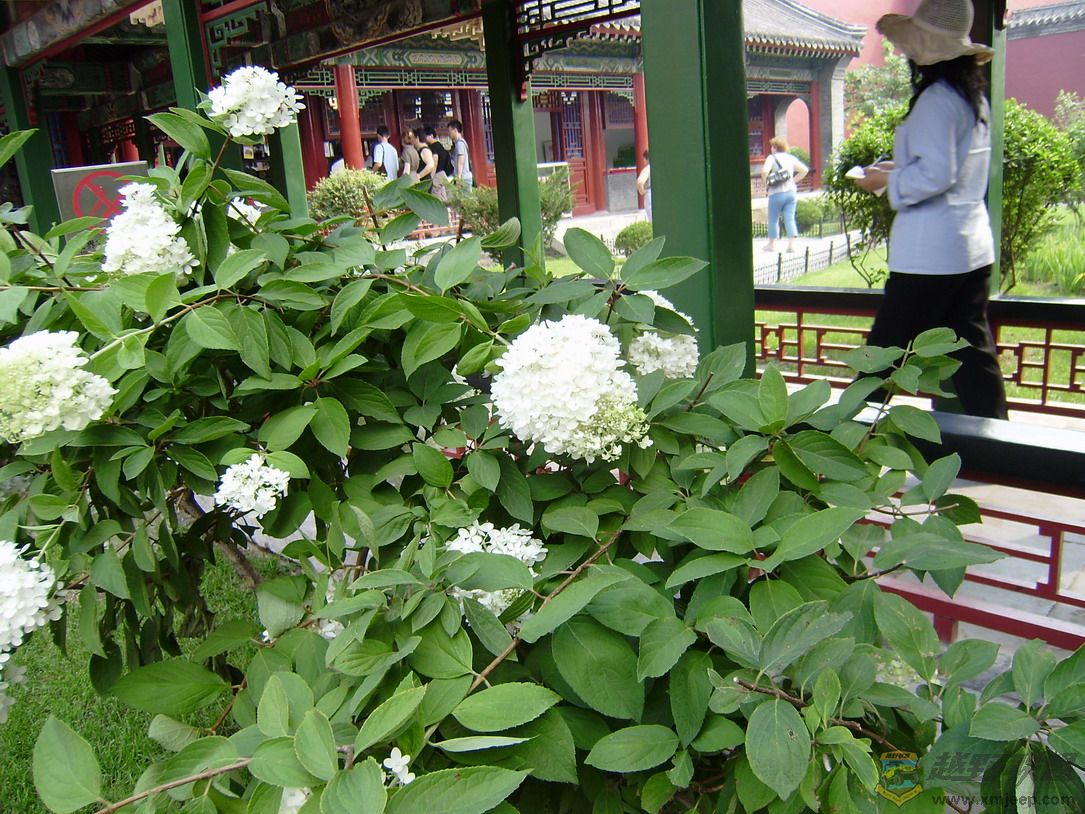 P8050065_resize.JPG