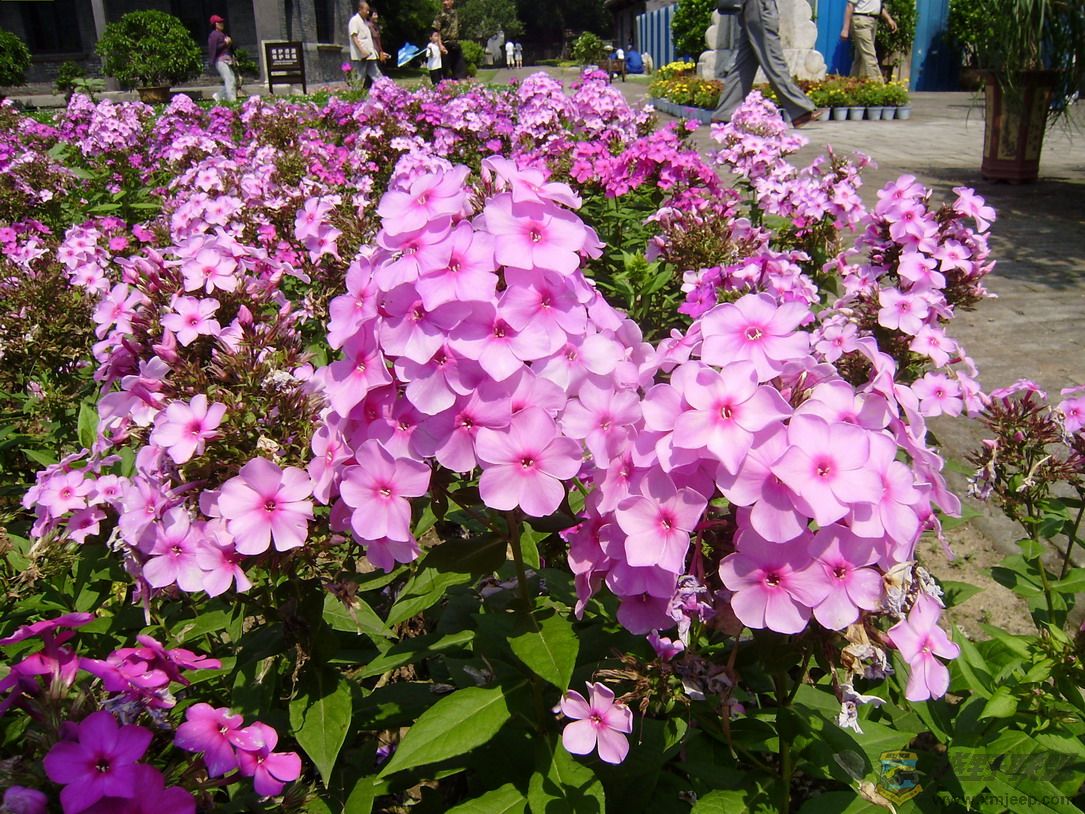 P8050085_resize.JPG