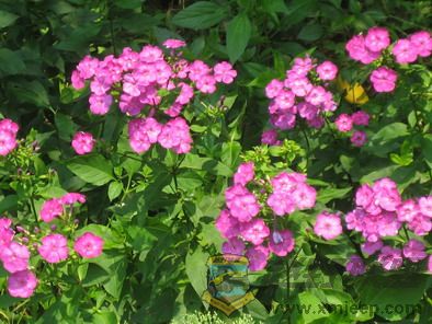 Ƭ 054_resize.jpg