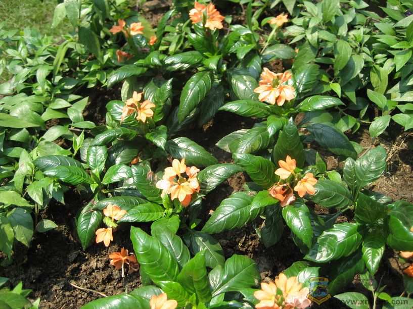Ƭ 056_resize.jpg