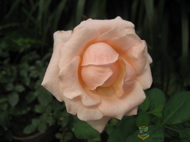 Ƭ 067_resize.jpg