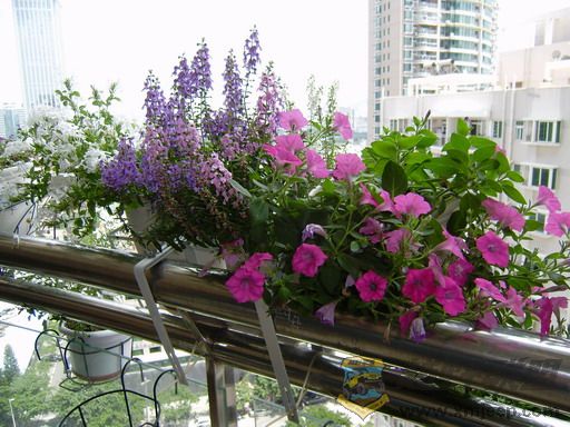 P8250025_С.JPG