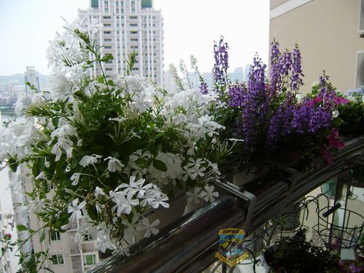 P8250026_С.JPG