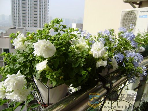 P8250022_С.JPG