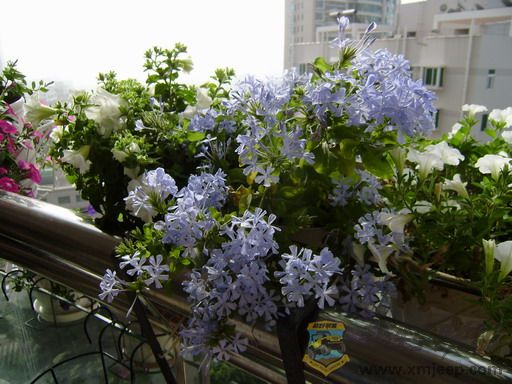 P8250023_С.JPG